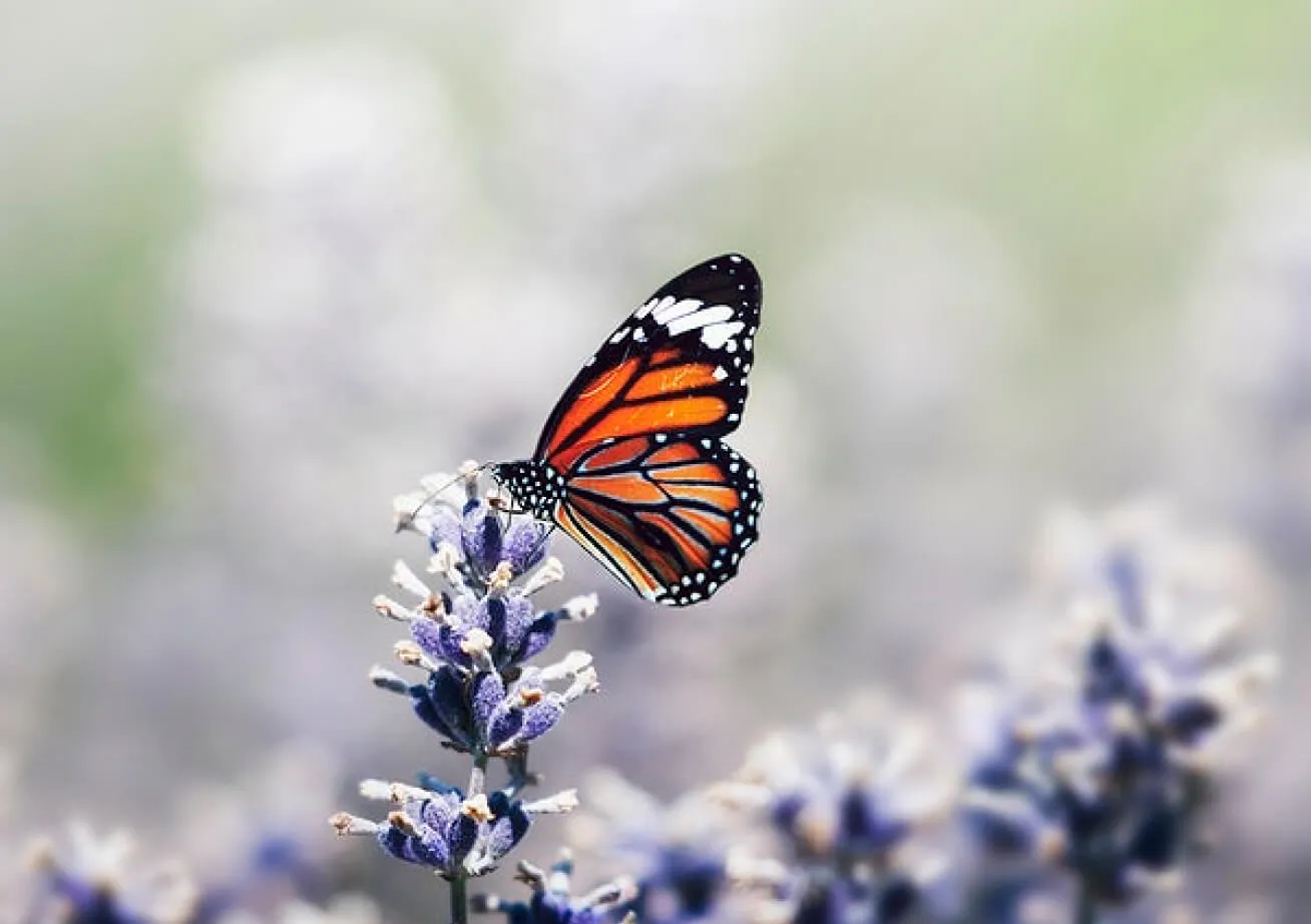 butterfly on flower