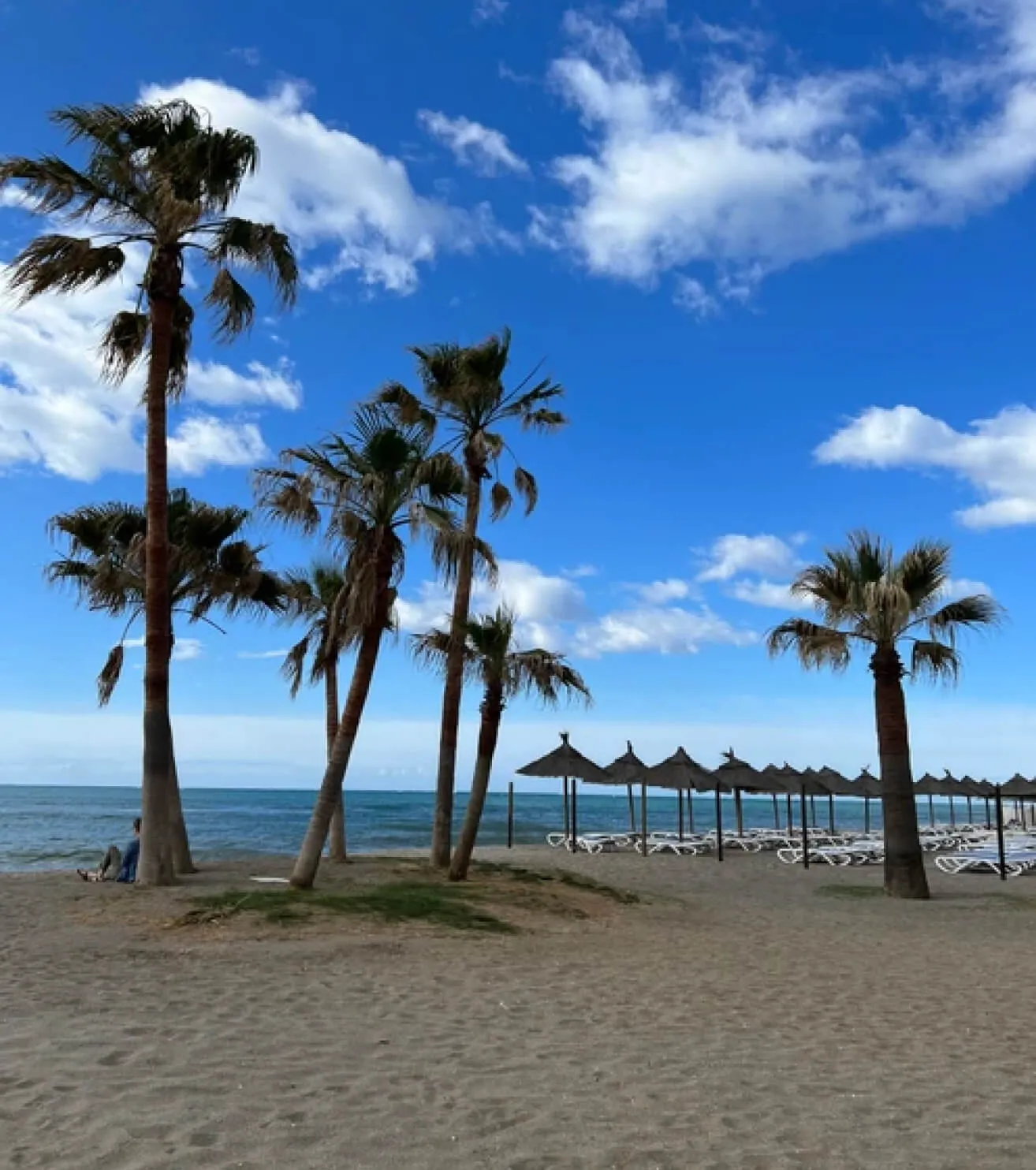 palm trees on beach